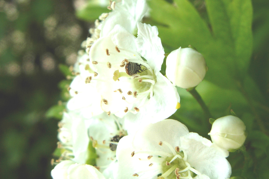 Anthrenus cfr. verbasci (Coleoptera, Dermestidae)